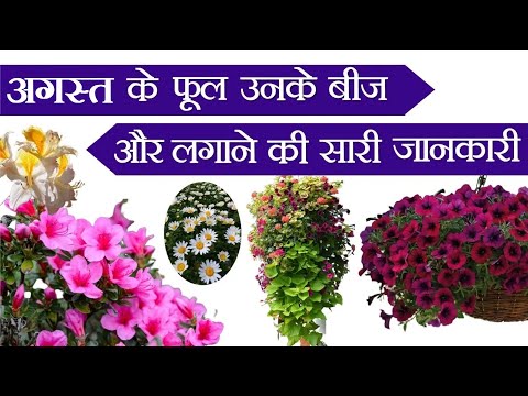 अगस्त के महीने में लगाए सबसे ज्यादा फूल देने वाले पौधे || August Flowering Plants ||