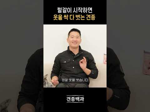 털갈이 시작하면 옷을 싹 다 벗는 견종