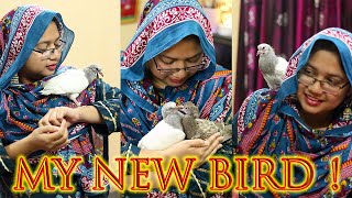 আমার নতুন পাখি | MY NEW BIRD | Pigeon Birds Kabootar | Mitu & Maruf | MituMaruf