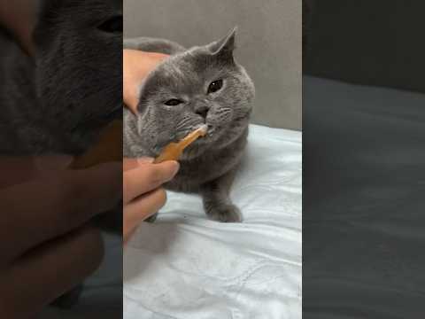 Pet brush#foryou #cute #catlike #cleaning #clean #cat #satisfactory #shorts #animals #youtubeshorts