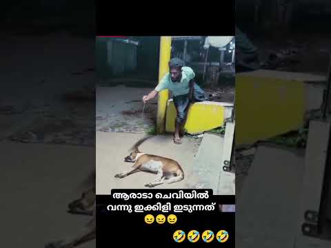 เดเดฟเดฐเดฟเดเตเดเต เดเดฟเดฐเดฟเดเตเดเต เดเดฐเต เดตเดดเดฟ เดเดฏเดฟ ๐คฃ๐คฃ #comedy #dog #shorts #shortsviral