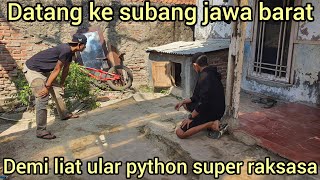 KAGET ADA ULAR PYTHON SUPER RAKSASA DI SUBANG JAWA BARAT,LANGSUNG DATANGIN KERUMAH WARGA NYA