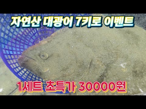 자연산 7키로 대광어 이벤트. 마지막남은 세트 주문 서두르세요 .