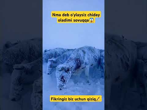 Videoga like bosib ketamiz kanalga obuna bo‘ling #respect #animals #sigirlar #buqalar #respect