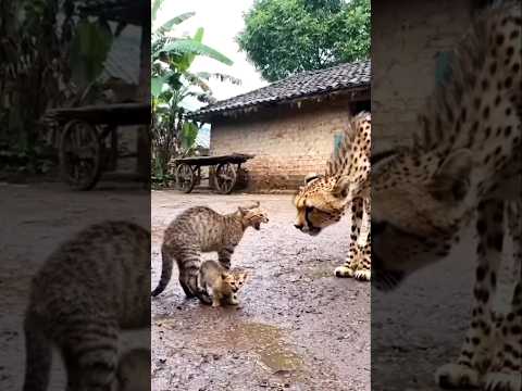 Mother cat and leopard fight to protect kittens #kitten #cat #kittens