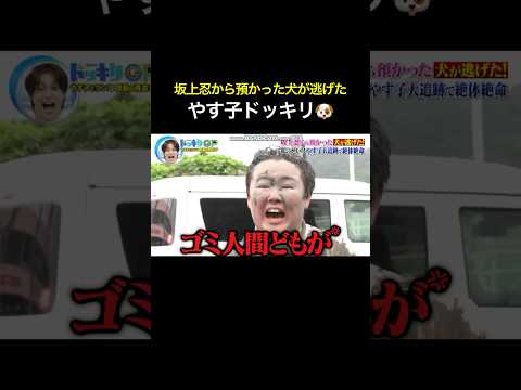 やす子ドッキリ🐶坂上忍から預かった犬が逃げた #芸人 #お笑い #話題