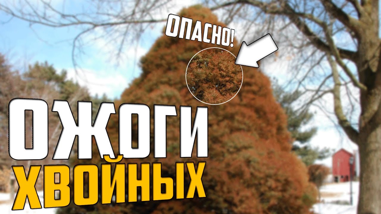 Ожоги хвойных - как помочь и предотвратить