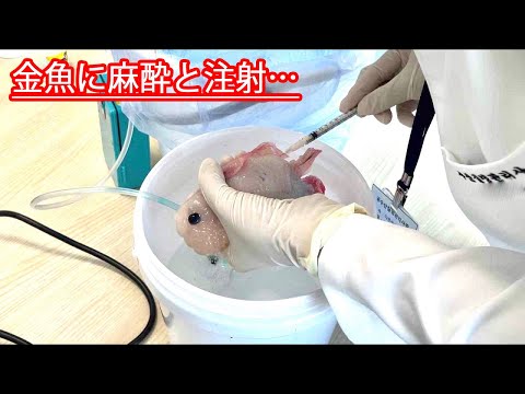 #6　死にかけた金魚に注射をうつと起こること。(協力：다온수산질병관리원)