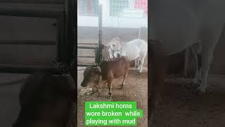 Lakshmi horns were broken while playing with mud