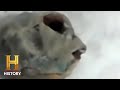 Discovery of a Mysterious Creature