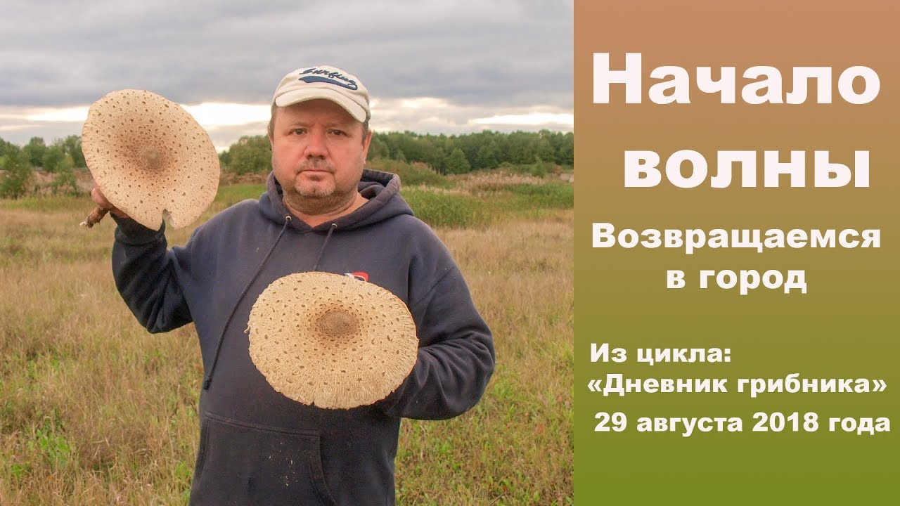 Начало грибной волны. Возвращаемся в город. 29 августа 2018 года