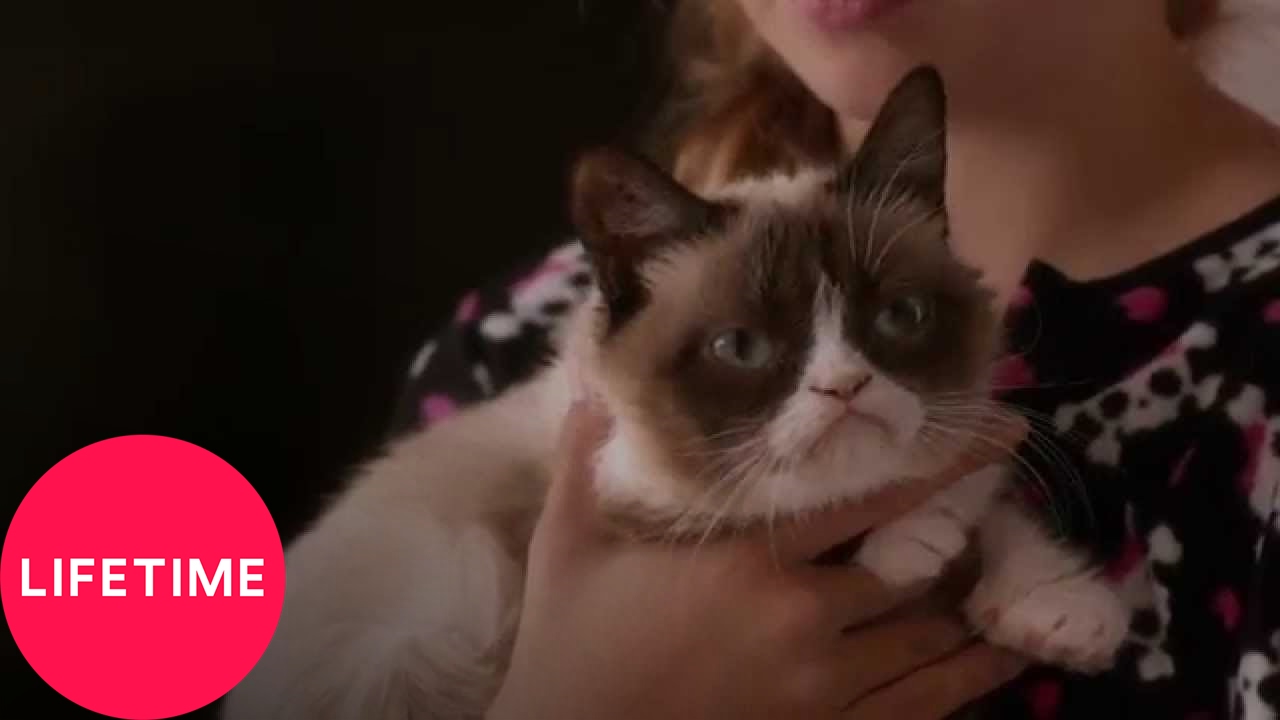 Grumpy Cat's Worst Christmas Ever Trailer thumbnail