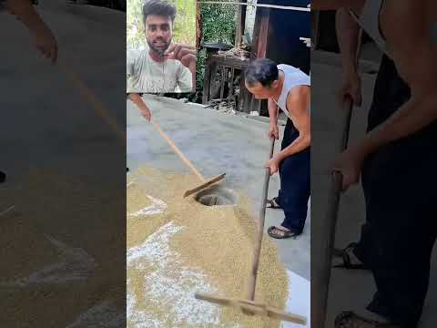 ? छत से अनाज उतारने का सही तरीका ? #villagelife #vairalvideo #shorts ll