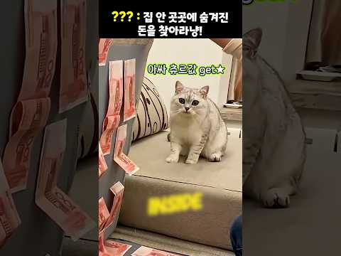 ??? : 집 안 곳곳에 숨겨진 돈을 찾아라냥!