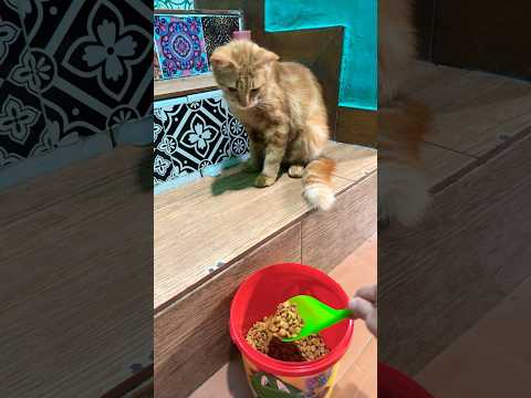 วันนี้ให้อาหารปลาแบบถังตักฅ อยากใช้ทัพพี #cute #cat