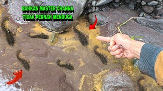 BAHKAN GAK CUMAN IKAN CHANNA, MALAH ADA BUAYA -  MANCING IKAN CHANNA