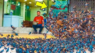 This Man Saved 4 Birds, Then 6000 Birds Landed On His Roof To Repay Him In This Way!