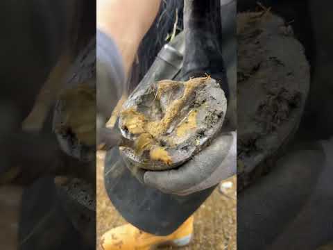 Satisfying hoof clean up! #horse #farrier #asmr