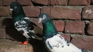 Farncy mada ka shook sath faisalabadi Joniry اچھے شوقین دوستوں کے لئے 