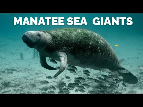 Manatee: The Gentle Giants of the Sea