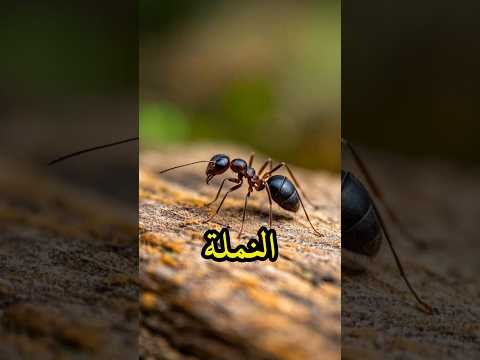 #هل تعلم أن النملة إذا عطشت تفقد الوعي 🥺🥺