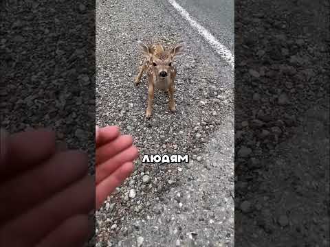 ЗМЕЯ НАПАЛА НА ОЛЕНЯ 🐍🦌  #животные #змея #animals #звери #олень