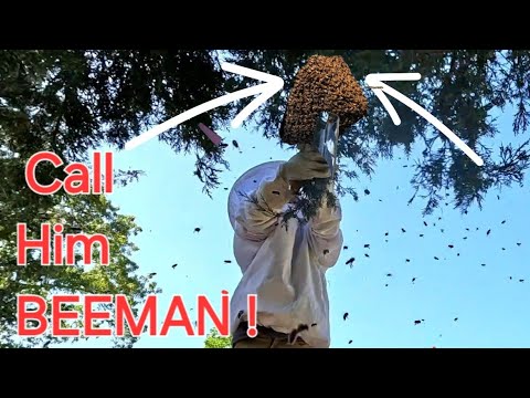 I Can't Believe He Actually Did This : First Swarm Catch Has Him Hooked