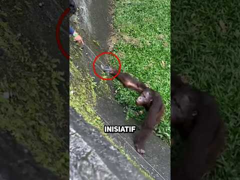Momen paling menakjubkan ORANG UTAN