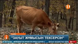 Алтын өндіретін зауыт кінәлі ме? Шығыс Қазақстандағы Маралды ауылында мал қырылып жатыр