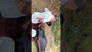 veterinary services                            #cow #dairyfarm #cowlover #farmer
