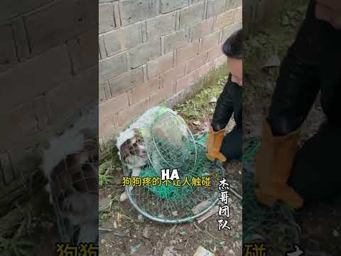 Cane Trovato con una Trappola per Topi sulla Zampa #cane #animale #shorts