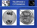 Meiosis Concepts and Processes