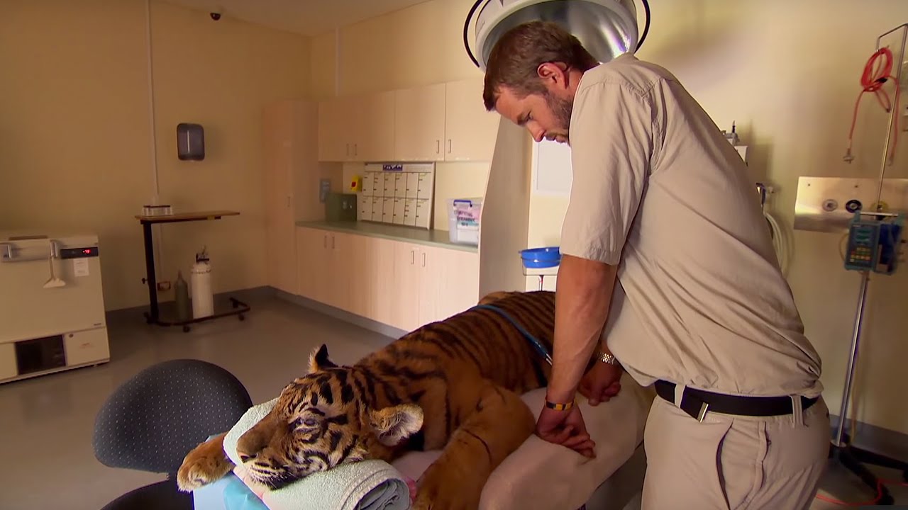 Tiger Given Artificial Eye Tigers About The House BBC