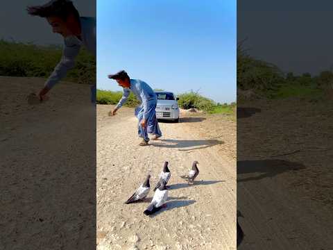 Kabootar ko bacha liya sikari se 😱👑💪🥰❤️#youtubeshorts #shortvideo #shortsviral #viralvideo