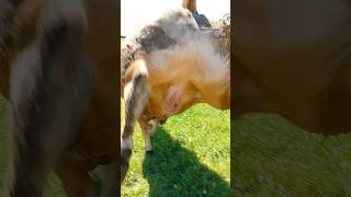 Time for some Rodgering. #bull #cow #farming #cattle