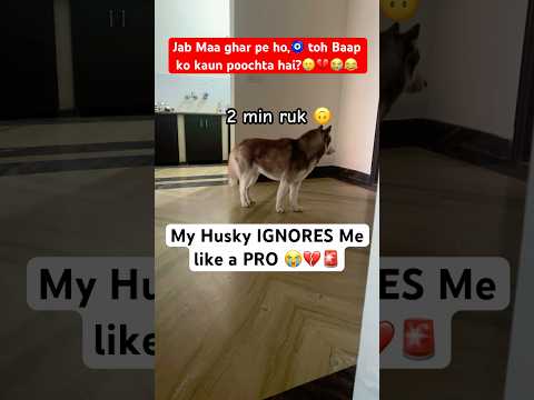 Husky IGNORES Dad & LOVES Mom ๐คฆ๐ปโโ๏ธ๐ญ๐๐จ #siberianhusky #dogparents #funnydog