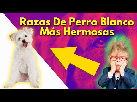 Estas son las 5 razas de perro blancos MÁS hermosas.