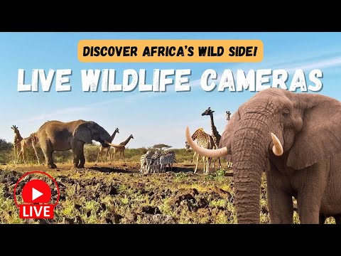 LIVE 24/7: Watch Wild African Animals at Waterholes | Wild Africa Live