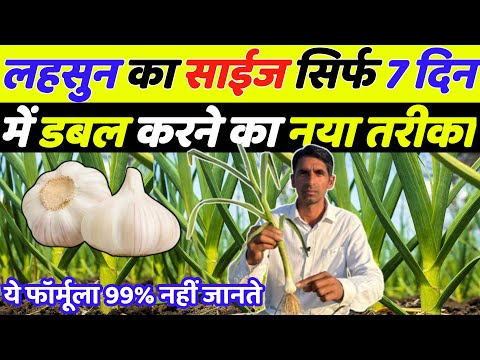 लहसुन का साइज सिर्फ 7 दिन में डबल करने का नया तरीका | Lahsun ka size kaise badhaye | Lahsun ki kheti