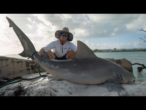GIANT Bull Shark! Catch Clean Cook (FL Keys Bridge Fishing)