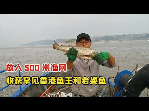 【阿向趕海】 放入500公尺漁網 收穫罕見香港魚王和老婆魚 據說李嘉誠才吃得到