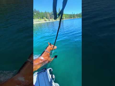 Cooling off the horse