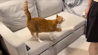 マタタビとの相性が良すぎる猫。