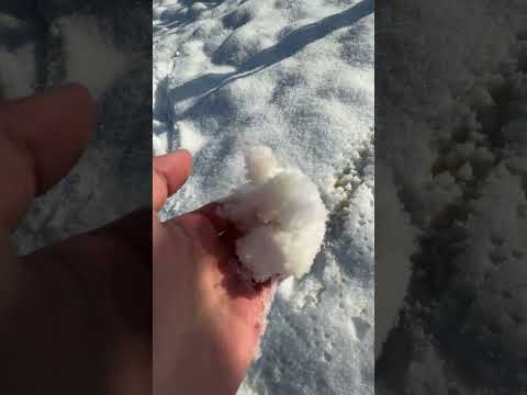 Gelben Schnee essen ??