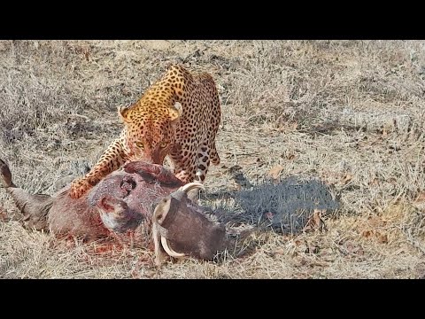 Leopard Performs Open-Heart Surgery on Warthog