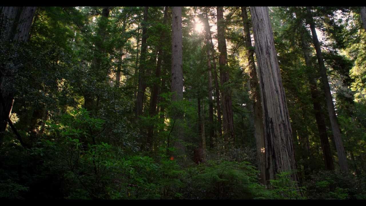 REDWOOD NATIONAL PARK IN 4K (Ultra HD)