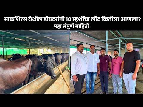 माळशिरस येथील डॉक्टरांनी 10 म्हशींचा लॉट कितीला आणला? Dairy Farming in Maharashtra