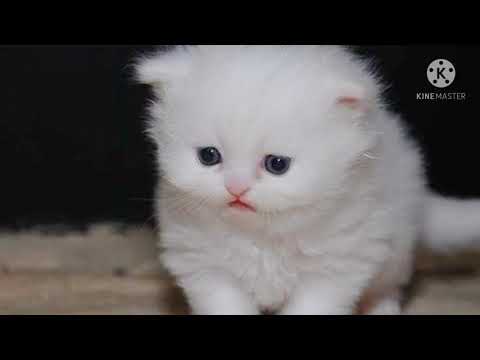 Persian Kittens For Sale Austin Tx - 122021