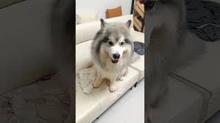 原来是我占它位置了 #dog #pets