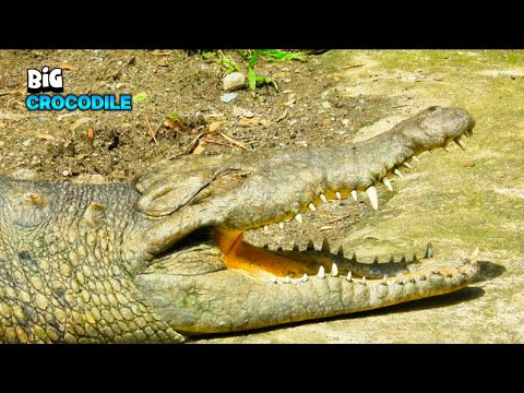 The Impressive Power Of a Crocodile